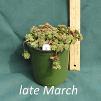 Woodland Stonecrop in a 4 x 5 in. (32 fl. oz.) nursery container in late March