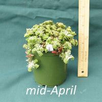 Woodland Stonecrop in a 4 x 5 in. (32 fl. oz.) nursery container in mid-April