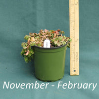 Woodland Stonecrop in a 4 x 5 in. (32 fl. oz.) nursery container from November through February