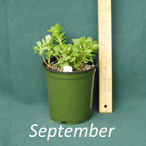 Woodland Stonecrop in a nursery container during the month of September