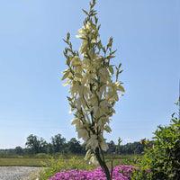The tall flower spike towering above the variegated leaves of Yucca filamentosa ‘Bright Edge’ 