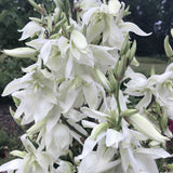 The very showy large white flowers of Yucca filamentosa ‘Bright Edge’ in April