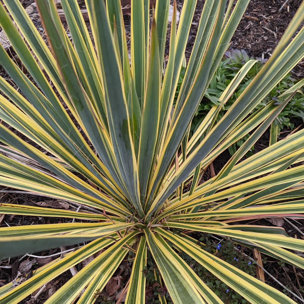 Bright Edge Yucca Plants for Sale Online | Growing Wild Nursery