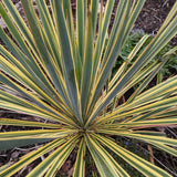 Yucca filamentosa 'Bright Edge' leaves are green with golden-yellow margins