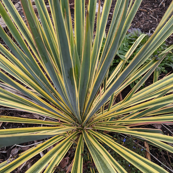 yucca cane yellow leaves Bright Edge Yucca Plants for Sale Online