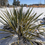 Yucca filamentosa 'Bright Edge' covered in snow