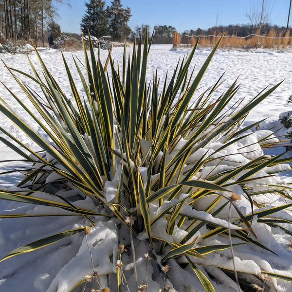 can yucca survive winter Bright Edge Yucca Plants for Sale Online